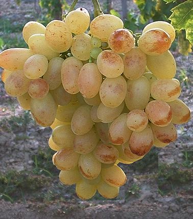 Éva Korai, Ropogós Csemegeszőlő