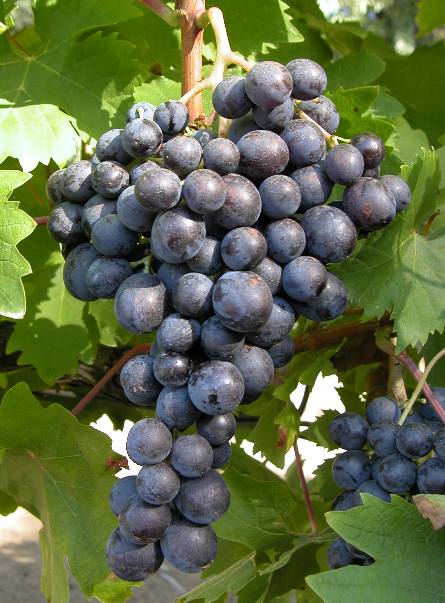 Hamburgi Muskotály – Késői, Muskotályos Klasszikus