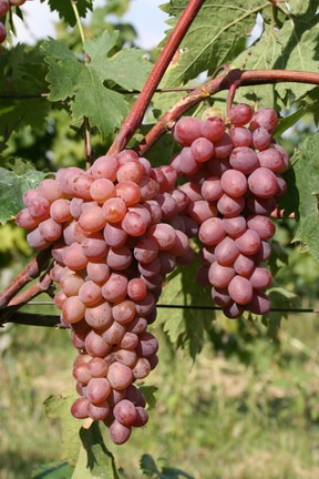 Rhea Jupiter – Magnélküli csemegeszőlő