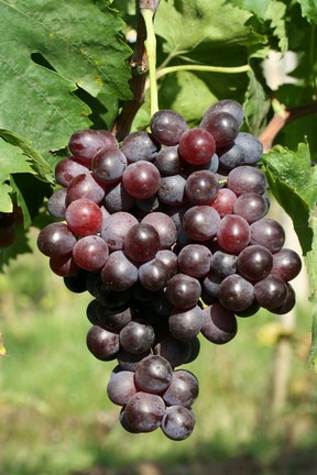 Kismis Moldavszkij – Magnélküli csemegeszőlő