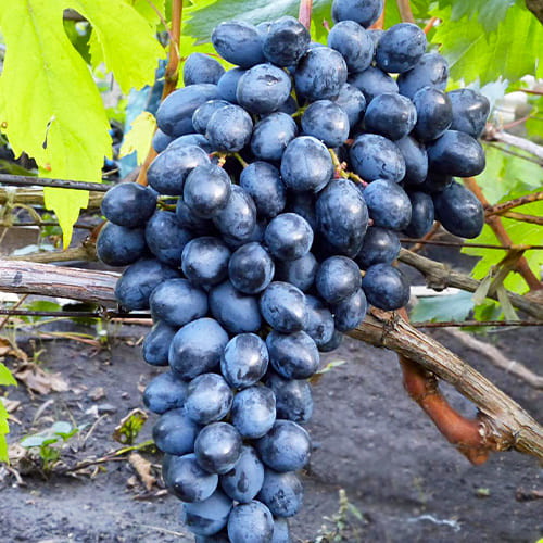 Moldova –Rezisztens Késői Szőlő