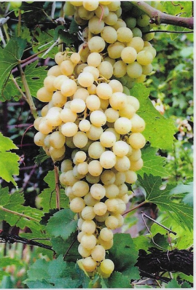 Pannónia Kincse - Csemegeszőlő