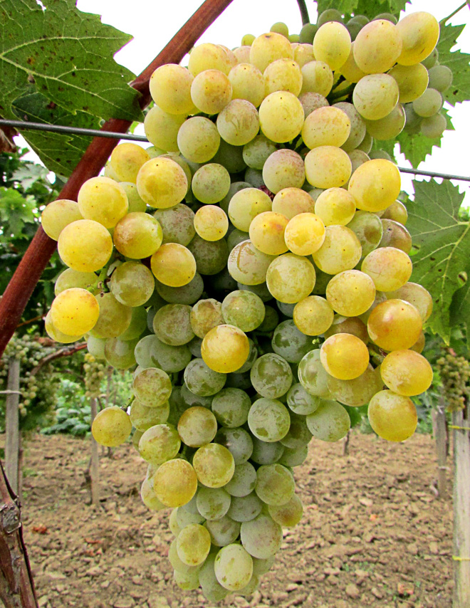 Pölöskei Muskotály - Csemegeszőlő