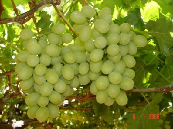 Sugraone / Superior Seedless caemegeszőlő