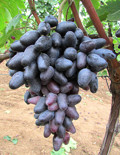 Suvenir – A Kék Fűszeres Datolyaszőlő