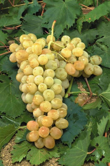 Szőlőskertek Királynője Muskotály - Csemegeszőlő