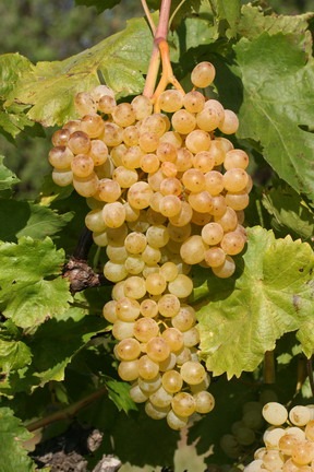 Fehér Szultán – Magnélküli Csemegeszőlő