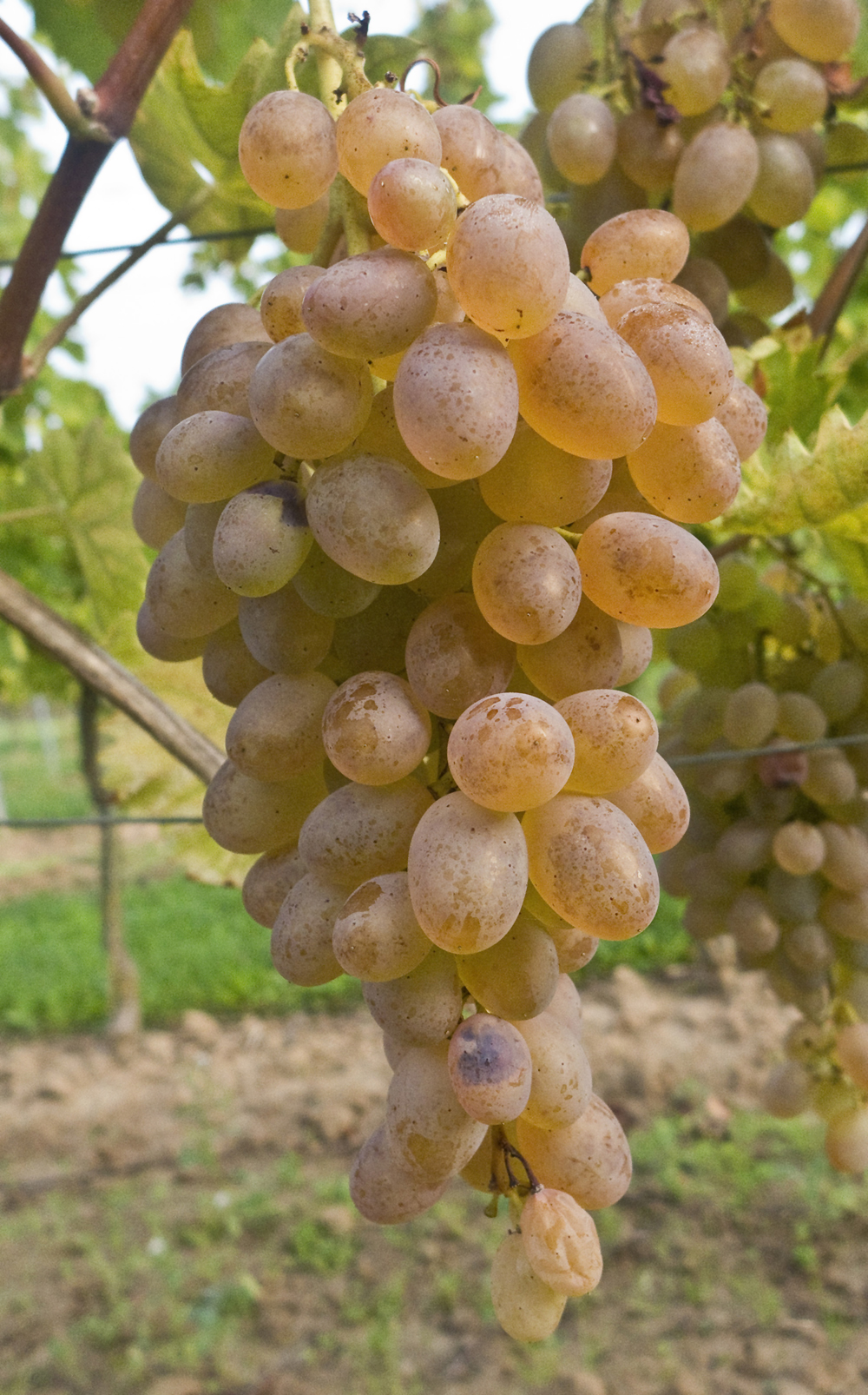 Teréz - Csemegeszőlő Kép: Ursula Brühl, Julius Kühn-Institut (JKI), Federal Research Centre for Cultivated Plants, Institute for Grapevine Breeding Geilweilerhof - 76833 Siebeldingen, GERMANY