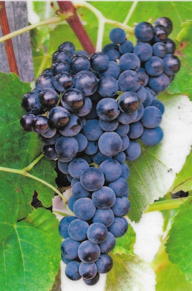 Vénusz – A Magnélküli, Rezisztens Bioszőlő