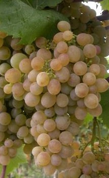 Zalagyöngye – Bőtermő, Muskotályos Lugasszőlő