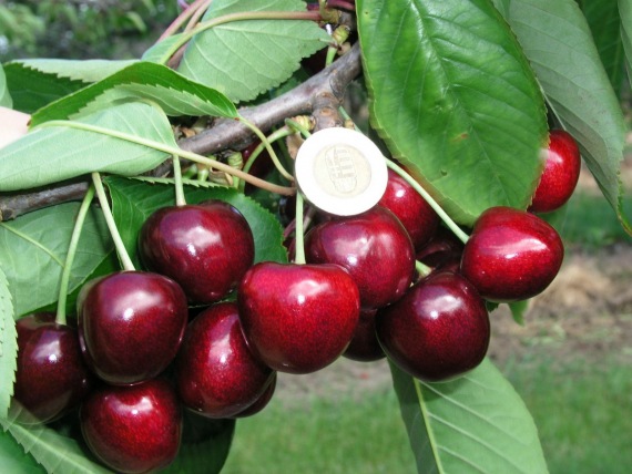 🍒Carmen Ropogós Cseresznye 