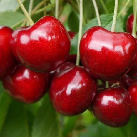 🍒Pacific Red Cseresznye - Repedésmentes, Extra Édes Óriás