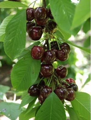 🍒 Pál / Paulus Cseresznye  Öntermékeny, Ropogós Házikerti Fajta