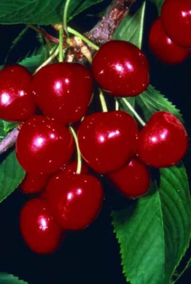 🍒 Sunburst Ropogós Cseresznye - Cseresznyelégy-Ellenálló, Fajta