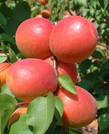 🍑 Bergerouge Avirine Kajszibarack - Piros Fedőszín, Fagyra Toleráns