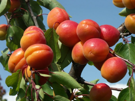 🍑 Bergeval - Aviclo Kajszibarack - Ropogós, Kétszínű, Fajtaújdonság