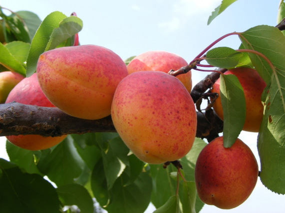 🍑 Ceglédi Zamatos Kajszibarack - Rezisztens, Aromás Magyar Fajta