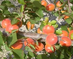 🍑 Kyoto Kajszibarack - Bőtermő, Korai Érésű, Öntermékeny