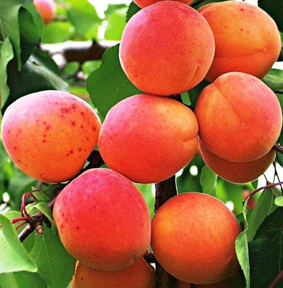 🍑 Kuresia Kajszibarack - Sharka-Rezisztens, Aromás, Késői Érésű