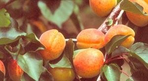 🍑 Magyar Kajszi C 235 - A Klasszikus, Igen Finom Ízű Fajta