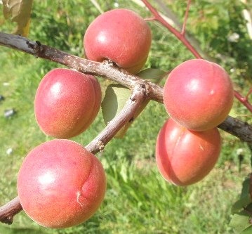 🍑 Tsunami Kajszibarack - Extra Korai Érés és Fagytűrés