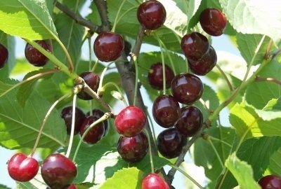 🍒 CSENGŐDI CSOKROS MEGGY – Rezisztens, Bőtermő Különlegesség