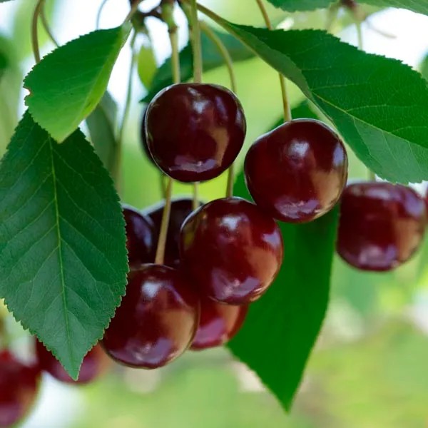 🍒 ERIKA MEGGY  -  Rezisztens, Korai Fajta