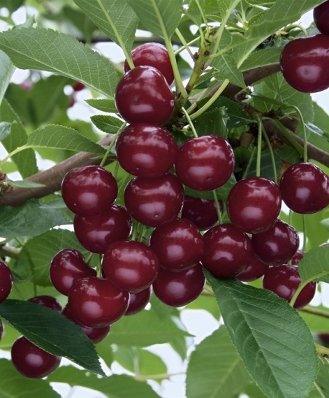 🍒 JACHIM MEGGY – Az Oszlopos, Helytakarékos Különlegesség