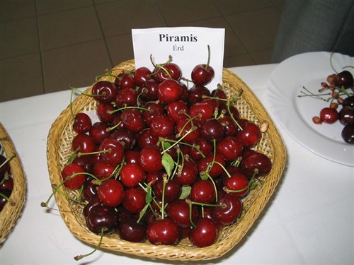 🍒 PIRAMIS MEGGY – Az Ellenálló, Korai Óriás