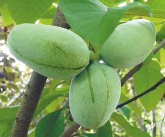 Indiánbanán - Asimina triloba 'Rebecca's Gold'