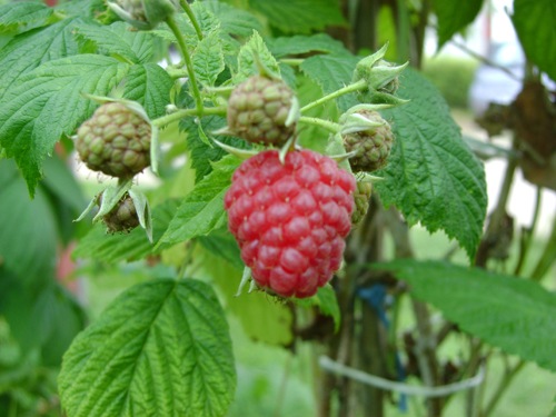 Blissy - Folytontermő Málna