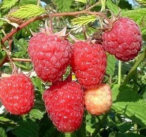 FERTŐDI ZAMATOS – A Klasszikus Magyar Málna