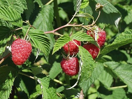 MALLING EXPLOIT – Korai Érésű, Nagybogyójú Málna