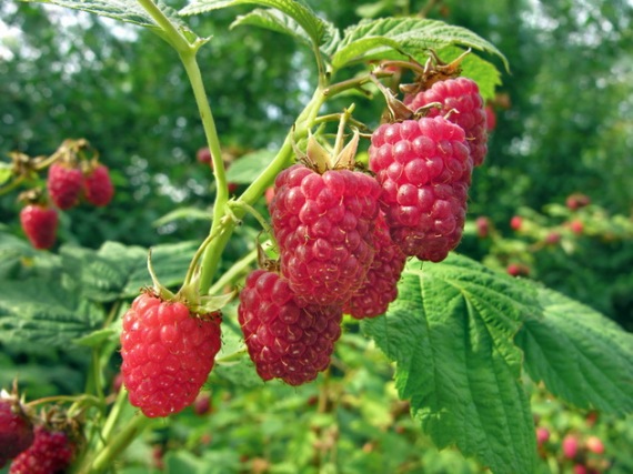 Rubus idaeus 'Polka' – Folytontermő Málna