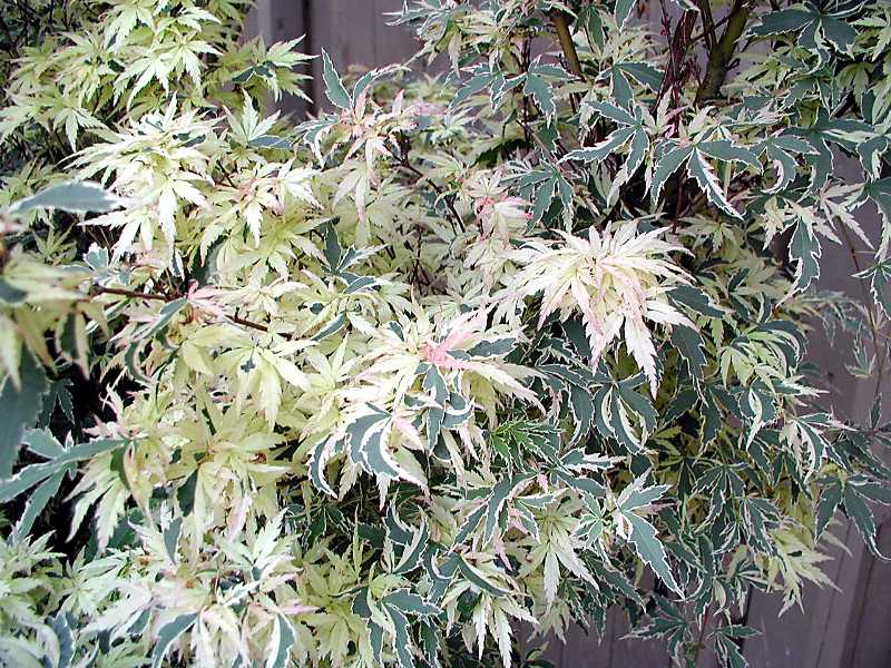 Acer palmatum 'Butterfly' - Tarka levelű japán juhar