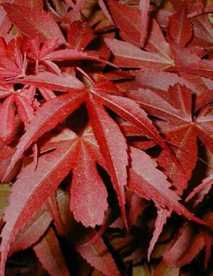 Acer palmatum 'Skeeter's Broom' oszlopos japán juhar