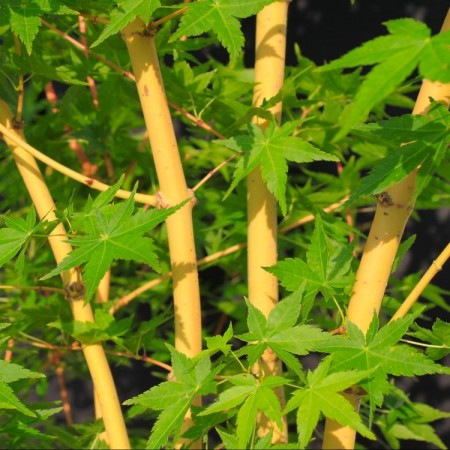 Acer palmatum 'Bi-hoo' sárga kérgű japán juhar