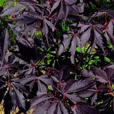 Acer palmatum 'Black Lace' sötétbordó csipkelevelű juhar