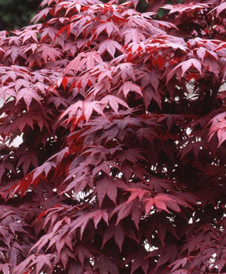 Acer palmatum 'Bloodgood' burgundi vörös japán juhar
