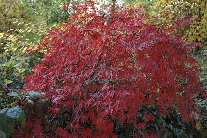 Acer palmatum 'Dissectum Garnet' vörös csipkelevelű juhar