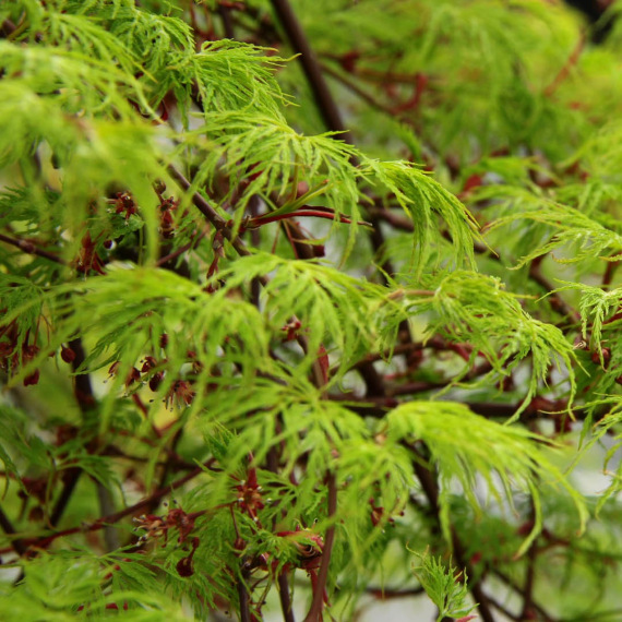 Acer palmatum 'Emerald Lace' zöld szeldelt levelű juhar