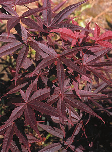 Acer palmatum 'Fireglow' élénkvörös levelű japán juhar