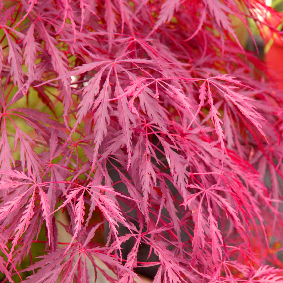 Acer palmatum 'Inaba-shidare' vörös csüngő japán juhar