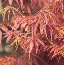 Acer palmatum 'Jerre Schwartz' kompakt vörös japán juhar