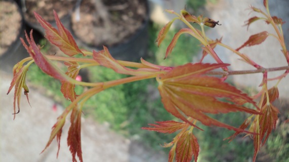 Acer palmatum 'Katsura' sárgás-narancs japán juhar