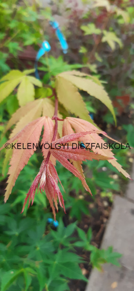 Acer palmatum 'Osakazuki' zöld japán juhar őszi lombszín