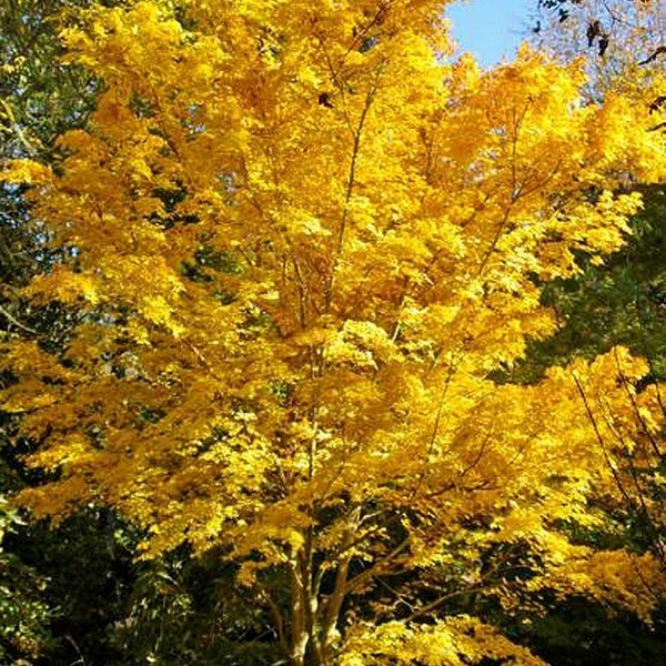 Acer palmatum 'Sango-kaku' korallvörös kérgű japán juhar