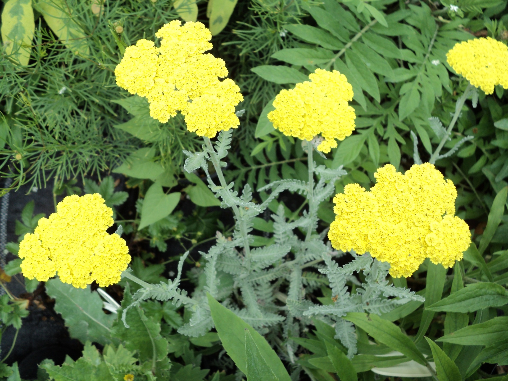 Moonshine cickafark virágzat közeli fotó modern kertben