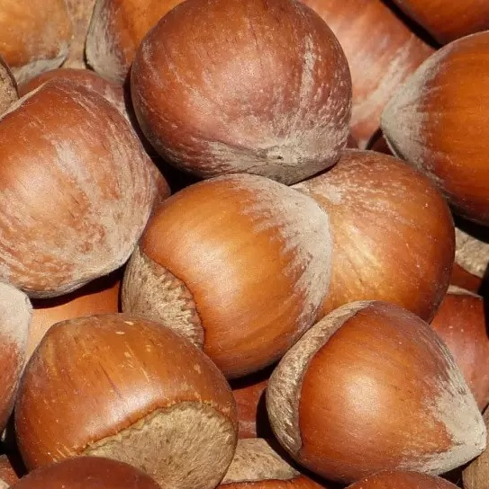 Római nagyszemű mogyoró