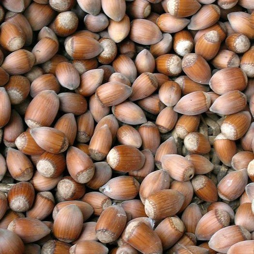 Cosford nagytermésű mogyoró